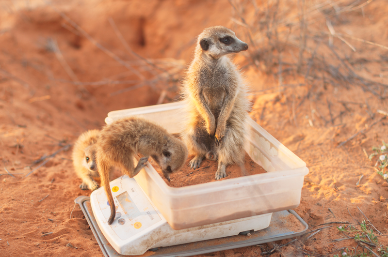 Image: Dominic Cram/British Ecological Society